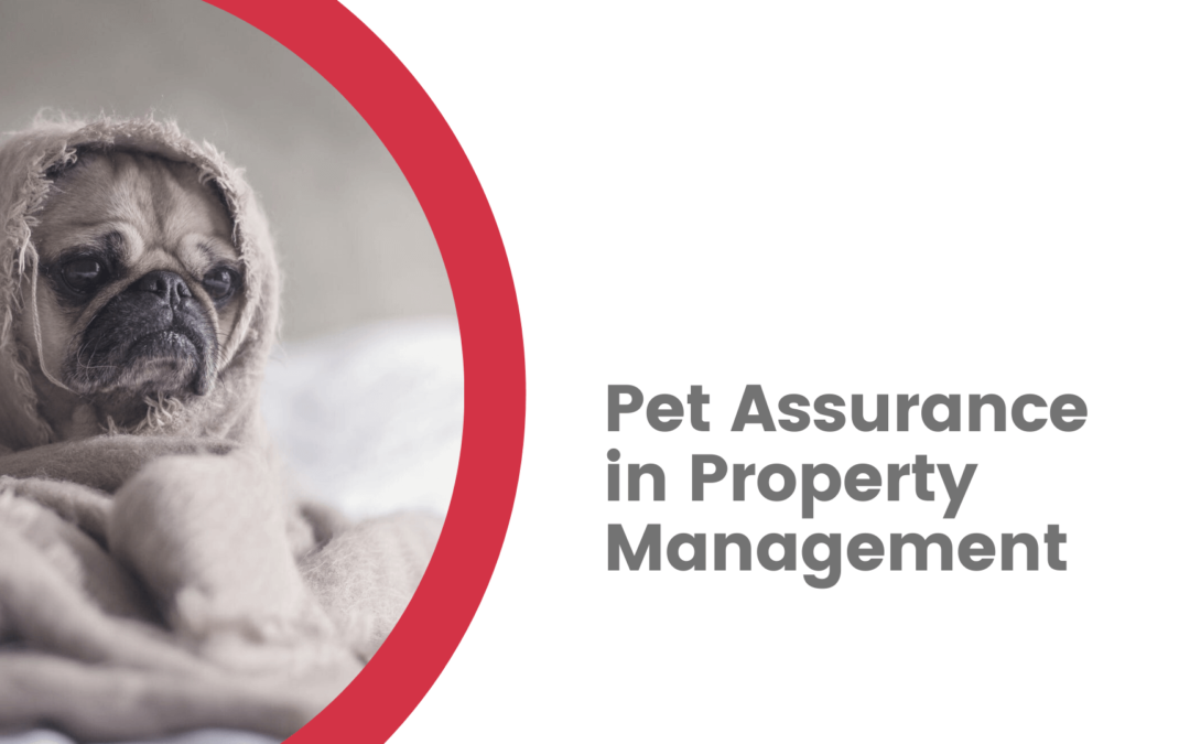 3 Reasons You Should Hire a Brentwood Property Management Company That Offers Pet Assurance