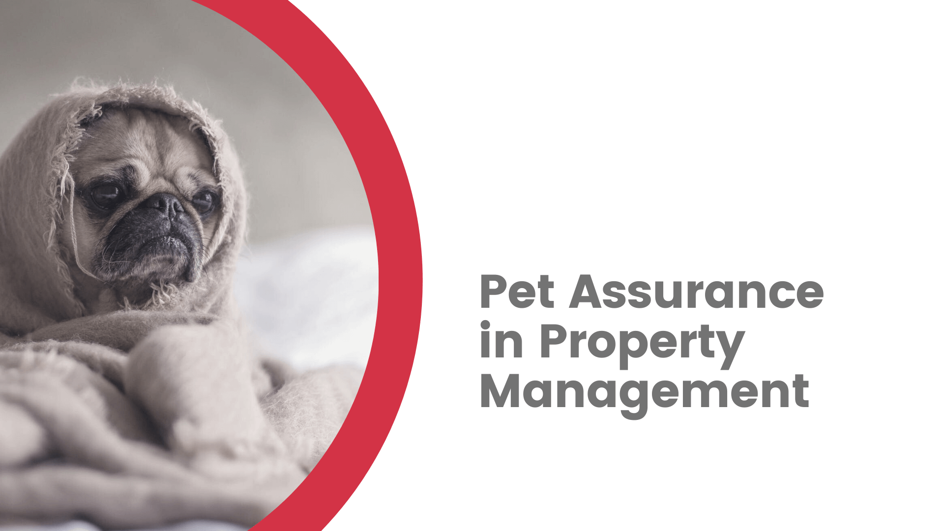 3 Reasons You Should Hire a Brentwood Property Management Company That Offers Pet Assurance