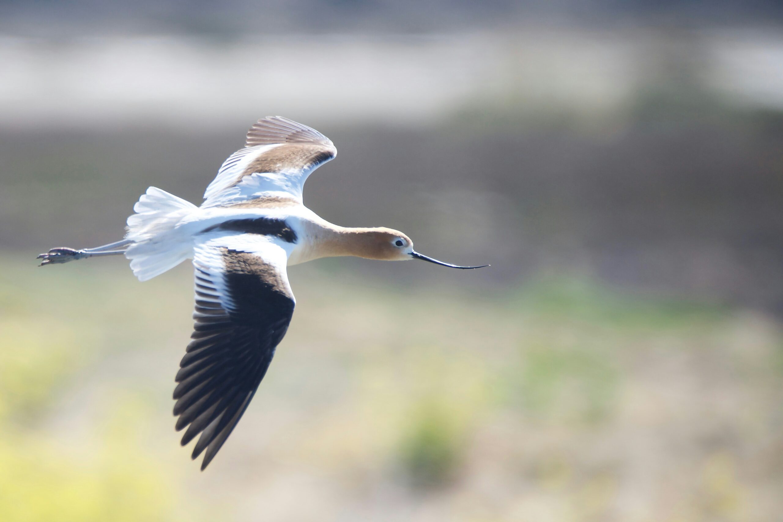 Fun Things to Do in Hayward CA: Discover Hidden Gems